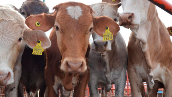 México y EE.UU. acuerdan medidas para la reapertura de exportación de ganado