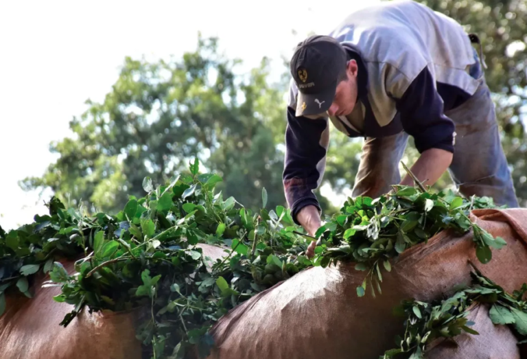 Yerbateros argentinos en peligro de extinción: la Argentina de Milei al servicio de las grandes empresas 